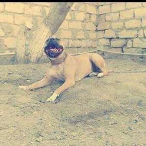 Erkek Pitbull Balasi Satilir  son 1 qara bala qalib.Drak ve Ce****anin