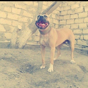 Erkek Pitbull Balasi Satilir  son 1 qara bala qalib.Drak ve Ce****anin