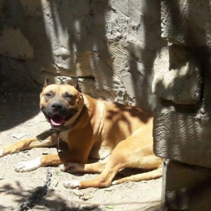 Erkek Pitbull Balasi Satilir  son 1 qara bala qalib.Drak ve Ce****anin