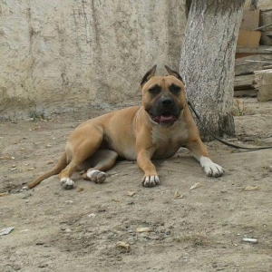 Erkek Pitbull Balasi Satilir  son 1 qara bala qalib.Drak ve Ce****anin