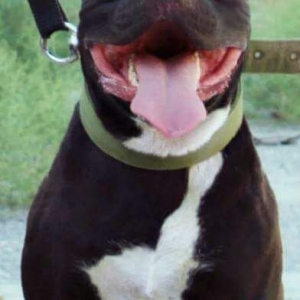 Erkek Pitbull Balasi Satilir  son 1 qara bala qalib.Drak ve Ce****anin