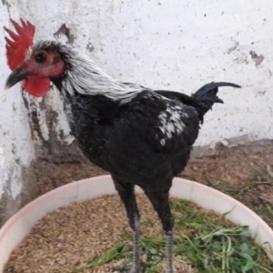 Sekildaki xoruzun ferasini aliram. Ya pulla yada d