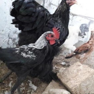 Sekildaki xoruzun ferasini aliram. Ya pulla yada digar dekorativ