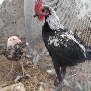 Sekildaki xoruzun ferasini aliram. Ya pulla yada digar dekorativ