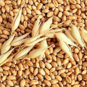 Topdan yem alırıq

sumqayıtda yeni açılacaq yem dükanına topdan yem tə