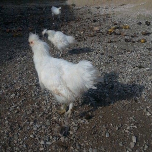 Ponpon xoruz 5 aylıqdı tam sağlam beş barmaqd�