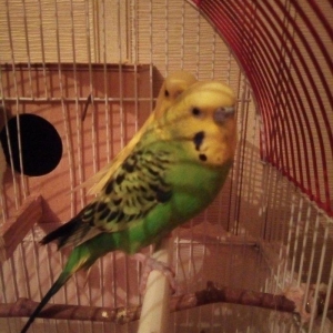 Зелёный попугай, возраст 1 г