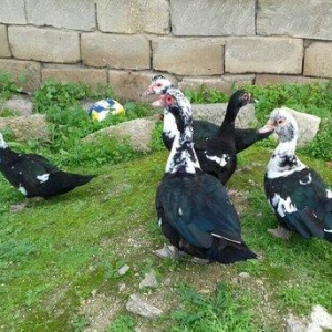 5 denesi bir erkek dört dişi 100 manat satılır