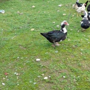 5 denesi bir erkek dört dişi 100 manat satılır amerika cinsidir tecili