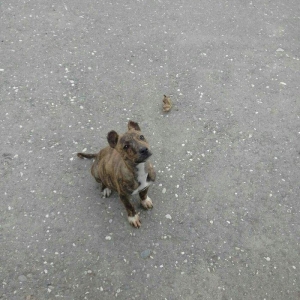 dişi staf satilir 3ayliqdi fikri ciddi olanlar narahat etsinler