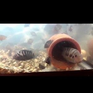 hamsin bir yerde ucuz verecem mirni baliglar saxla