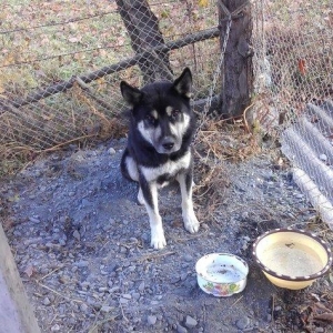 Temiz alman avçarkasi 8ayliadi.cox mehriban itdir. Tecili satilir
