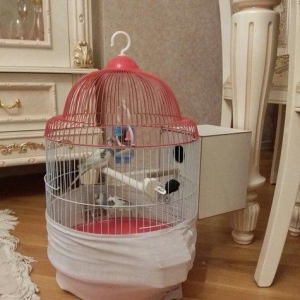 Qus qefesi satilir 2 aydi alinib yuvasi ile.birlikde..qiymete gore.ve