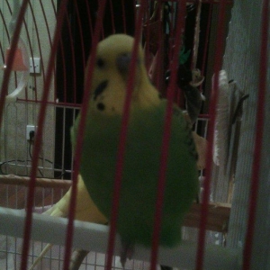 Попугай 1 год самец. Одной л�