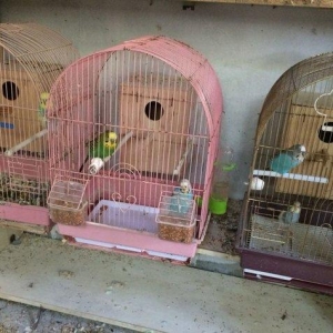 her cur islenmis qefesler.1 ci ve 2 ci sekildeki q