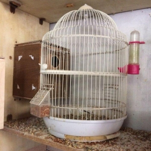 her cur islenmis qefesler.1 ci ve 2 ci sekildeki qefesler + yuva 15