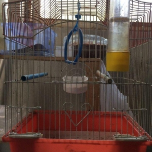 her cur islenmis qefesler.1 ci ve 2 ci sekildeki qefesler + yuva 15