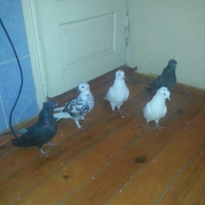 kekililer 12 13 14 tukler beside mayadi optum qiym