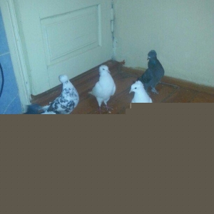 kekililer 12 13 14 tukler beside mayadi optum qiymete gore narahat etm