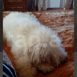 balonka satilir disi 5 ayliqdir cox oynagan mehriban itdi qiymetde ra