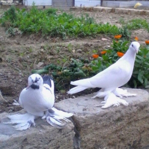 Satilir 3u 60aZn 2si erkey biri mayadi saglam heyv