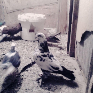 Satilir 3u 60aZn 2si erkey biri mayadi saglam heyvanlardi barter yoxdu