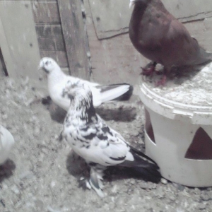 Satilir 3u 60aZn 2si erkey biri mayadi saglam heyvanlardi barter yoxdu