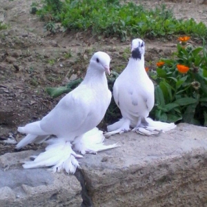 Satilir 3u 60aZn 2si erkey biri mayadi saglam heyvanlardi barter yoxdu