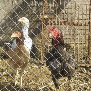 tecili satiram 1 xoruz 2 fere 3 ci 100 manat