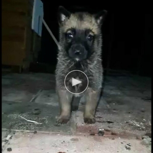 Бельгийская овчарка малинуа.