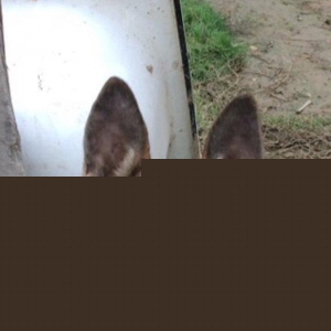 5 aylik afcarkadi erkek