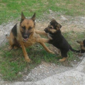 Afcarka satiram 3 aylig erkey tam ssglam 2 peyvendi vurulub qurd derma