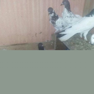 quşlar 1 cüt ana 3 cüt kəvən .250 manat son q