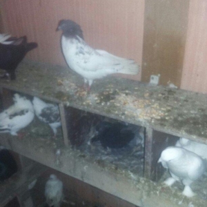 quşlar 1 cüt ana 3 cüt kəvən .250 manat son qiymət.Ramanadadlr.