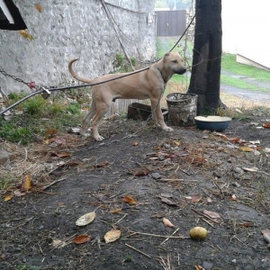 atasi pitbul anasi coban iti satilir dorduncu ayindadir