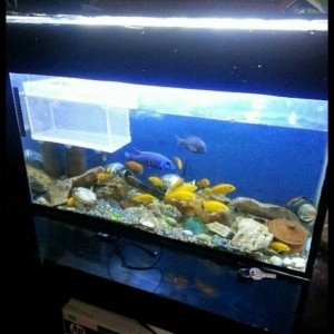 akvarium satilir 240 litr su tutur icinde 8 9 bali