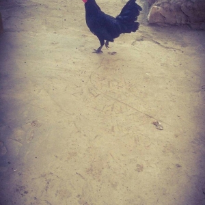 yaxsi yapon xoruzu satilir hele colpadi yaxsi sortu