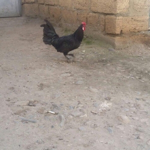 yaxsi yapon xoruzu satilir hele colpadi yaxsi sortu