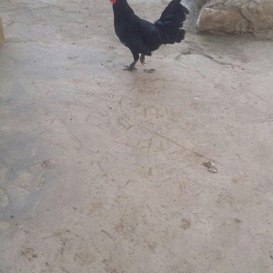 yaxsi yapon xoruzu satilir hele colpadi yaxsi sortu