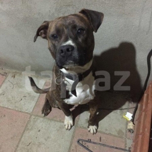 Dişi itle cüte vurulmağa erkek temiz pitbuldu it fatmayıdadı satılır v