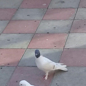 qizğın erkeydi qiymət sondu isdəyən olsa vatsapda vidyosun ata bilər