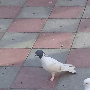 qizğın erkeydi qiymət sondu isdəyən olsa vatsapda vidyosun ata bilər