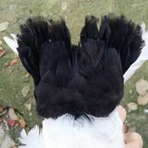 3 Quwdu.Qirmizi Boynu Gullu Erkek.Qara Boynu Gullu Maya.Goy Agqened Er