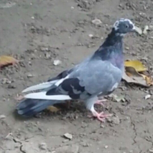 3 Quwdu.Qirmizi Boynu Gullu Erkek.Qara Boynu Gullu Maya.Goy Agqened Er