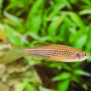 Yerli artim danio rerio ve danio rozvıy baliqlari. 1azn. 
Danio