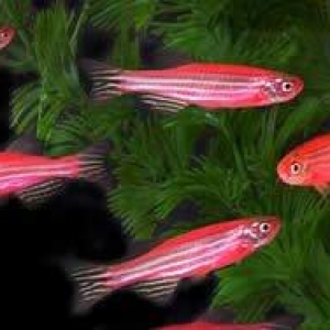 Yerli artim danio rerio ve danio rozvıy baliqlari. 1azn. 
Danio