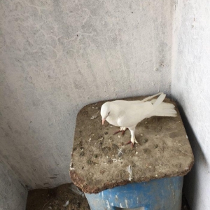 Enni quyruq erkek 19 tuk maya 17 tuk cut deyiller 