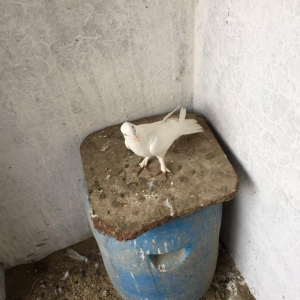 Enni quyruq erkek 19 tuk maya 17 tuk cut deyiller cute vurmaq lazımdı