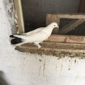 Enni quyruq erkek 19 tuk maya 17 tuk cut deyiller cute vurmaq lazımdı