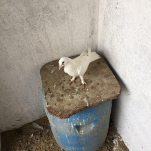 Enni quyruq erkek 19 tuk maya 17 tuk cut deyiller cute vurmaq lazımdı